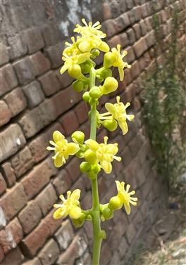 Male Inflorescence